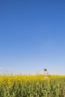 Rear view of girl standing in canola field with blue sky on background — Stock Photo
