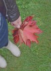 Низька частина жінки, що тримає кленове листя — стокове фото