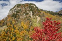Vue panoramique sur la montagne couverte d'arbres en automne, Hokkaido, Japon — Photo de stock