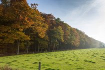 Vista panoramica degli alberi autunnali di fila, Paesi Bassi — Foto stock