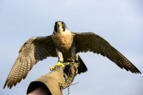 Close-up of Handler holding a Peregrine Falcon — Stock Photo