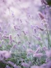 Closeup of france lavender in provence, blurred background — Stock Photo