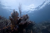 Messico, Quintana Roo, Xcalak, vista panoramica della barriera corallina caraibica sott'acqua — Foto stock