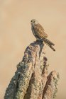 Primo piano del gheppio appollaiato su una roccia di granito — Foto stock