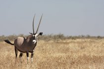 Retrato de um belo Oryx no deserto, Namíbia — Fotografia de Stock