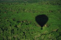 Scenic view of hot air balloon shadow on trees — Stock Photo