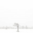 Дерево в заснеженном ландшафте, США, Вайоминг, округ Олбани, Ларами — стоковое фото