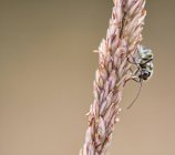 Gros plan d'un insecte assis sur une plante sur un fond flou — Photo de stock