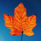 Primer plano de la hoja de otoño contra el cielo azul - foto de stock