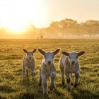 Tres lindos corderos en el prado al sol de la mañana - foto de stock