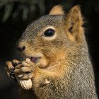 Primo piano di uno scoiattolo che mangia un'arachide, Colorado, America, USA — Foto stock