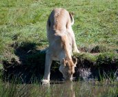 Vista di bella leonessa selvaggia bere, Sud Africa, Mpumalanga — Foto stock