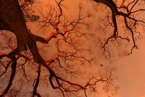 Низкий угол обзора высокого дерева и самолета на оранжевом небе — стоковое фото