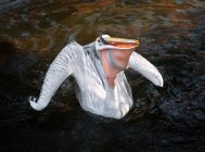 Pelican or Pelecanus onocrotalus on water with fish in beak — Stock Photo