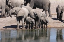 Herd of Elephants drinking water near watering hole in Namibia — Stock Photo