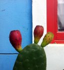 Cactus de pera espinosa contra la pared colorida - foto de stock