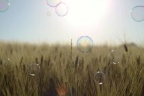 Nahaufnahme von Seifenblasen, die über dem Weizenfeld schweben — Stockfoto