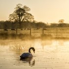 Lake and beautiful swimming swan on foreground and sheep on meadow in background — Stock Photo