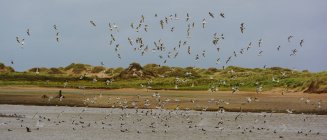 Vista panoramica dello stormo di uccelli in volo, Aberdeen, Scozia, Regno Unito — Foto stock
