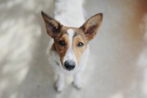 Retrato de lindo cachorro doméstico mirando a la cámara - foto de stock