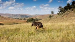 Vue panoramique sur le pâturage des autruches, Sterkfontein DMA, Gauteng, Afrique du Sud — Photo de stock