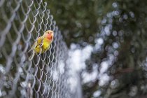 Птица Agaporni, отдыхающая на металлическом заборе, Испания, Малага — стоковое фото
