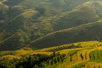 Живописный вид на рисовые поля, Вьетнам — стоковое фото