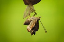 Metamorphosis of moth against blurred green background — Stock Photo