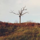 Irlande, comté de Kerry Irlande, Killarney, Munster, vue panoramique sur un arbre solitaire dans les montagnes du Kerry — Photo de stock