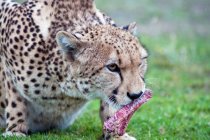 Retrato de guepardo salvaje con presa en Sudáfrica, Mpumalanga - foto de stock