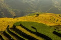 Vista panoramica di campi di riso terrazzati, Vietnam — Foto stock