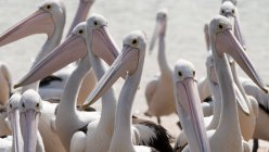 Крупним планом зграя пеліканів, що стоять поруч з морем — стокове фото