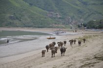 Vacas caminando por la playa, Indonesia, West Nusa Tenggara, Kabupaten Lombok Tengah, Kuta, Kuta Beach - foto de stock