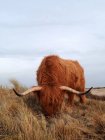 Highlander cow pastzing, Netherlands, Scheveningen — стоковое фото