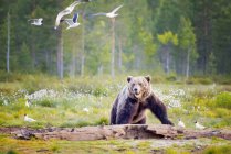 Urso marrom olhando para gaivotas na floresta, Finlândia — Fotografia de Stock