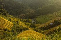 Vista elevada de las terrazas de arroz, Vietnam - foto de stock