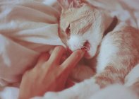 Imagen recortada de la mujer jugando con gato esponjoso en la cama - foto de stock