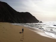Вид сзади на собаку, бегущую по пляжу — стоковое фото