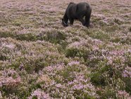 Belle forêt nouvelle noire poney pâturage sur prairie de bruyère, Hampshire, Angleterre, Royaume-Uni — Photo de stock