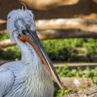 Nahaufnahme eines Pelikans, der seitwärts ins Freie blickt — Stockfoto