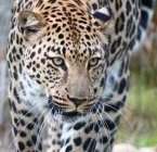 Nahaufnahme des schönen wilden Leoparden, Kruger Nationalpark, mpumalanga, Südafrika — Stockfoto
