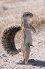 Close-up Portrait of a mongoose standing upright in desert, Namibia — Stock Photo
