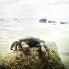 Primo piano di Granchio su roccia sulla spiaggia di mare — Foto stock