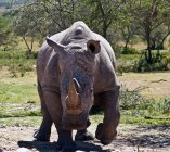 Portrait of big wild rhinoceros in wilderness — Stock Photo