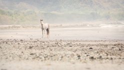 Cavalo branco em pé na praia, Santa Teresa, Costa Rica — Fotografia de Stock