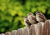 Three house sparrows perching on fence against blurred background — Stock Photo