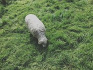 Overhead view of domestic sheep grazing on green grass — Stock Photo