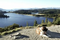 Cão deitado perto de belo lago, San Carlos de Barioloche, Argentina Bariloche, Argentina — Fotografia de Stock