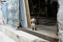 Cute little puppy dog sitting in doorway of old building — Stock Photo