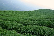 Живописный вид на плантацию зеленого чая, Китай — стоковое фото